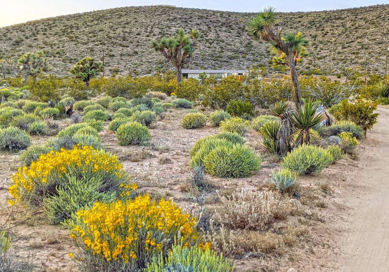Joshua Tree 13