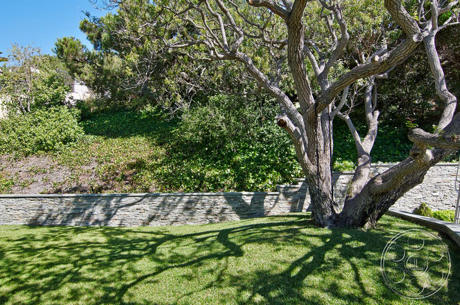Cape Cod 4 - ground, tree, tree trunk