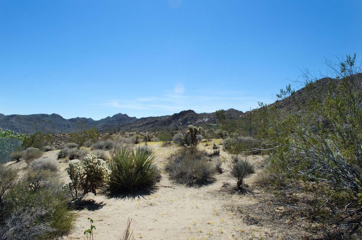 Desert