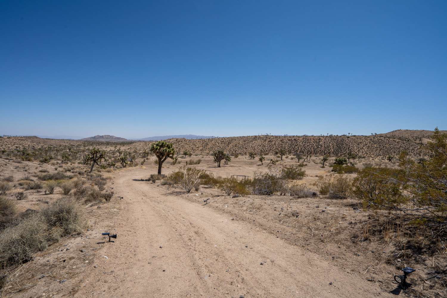 Joshua Tree 6
