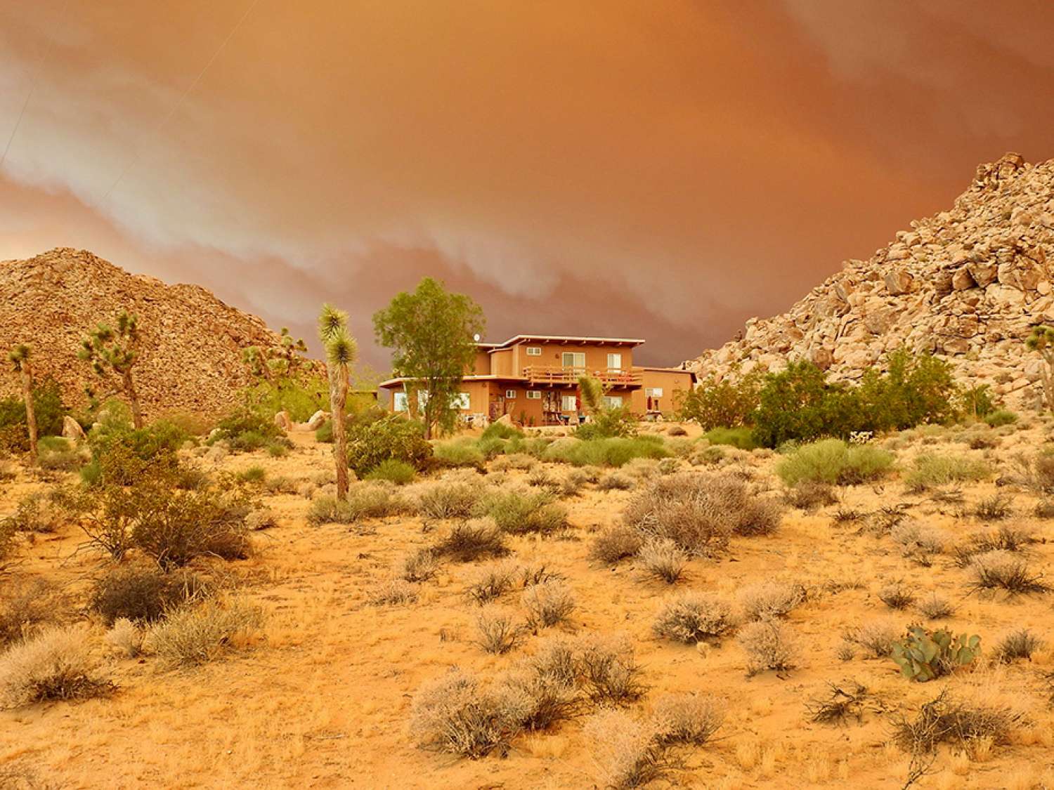 Joshua Tree 7