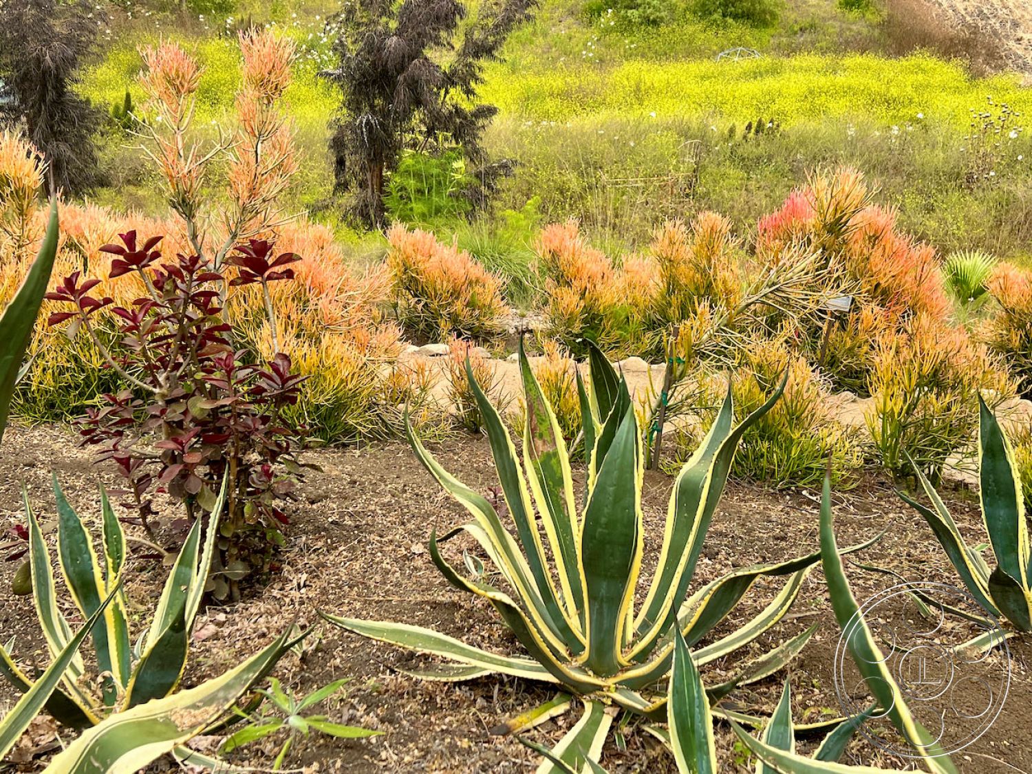 Zen Garden Film At Zen Garden located in Malibu