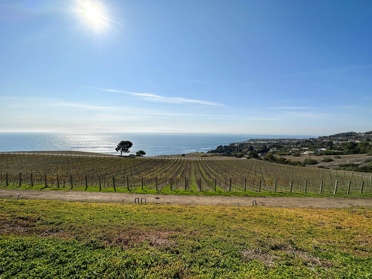 Ocean Vineyard