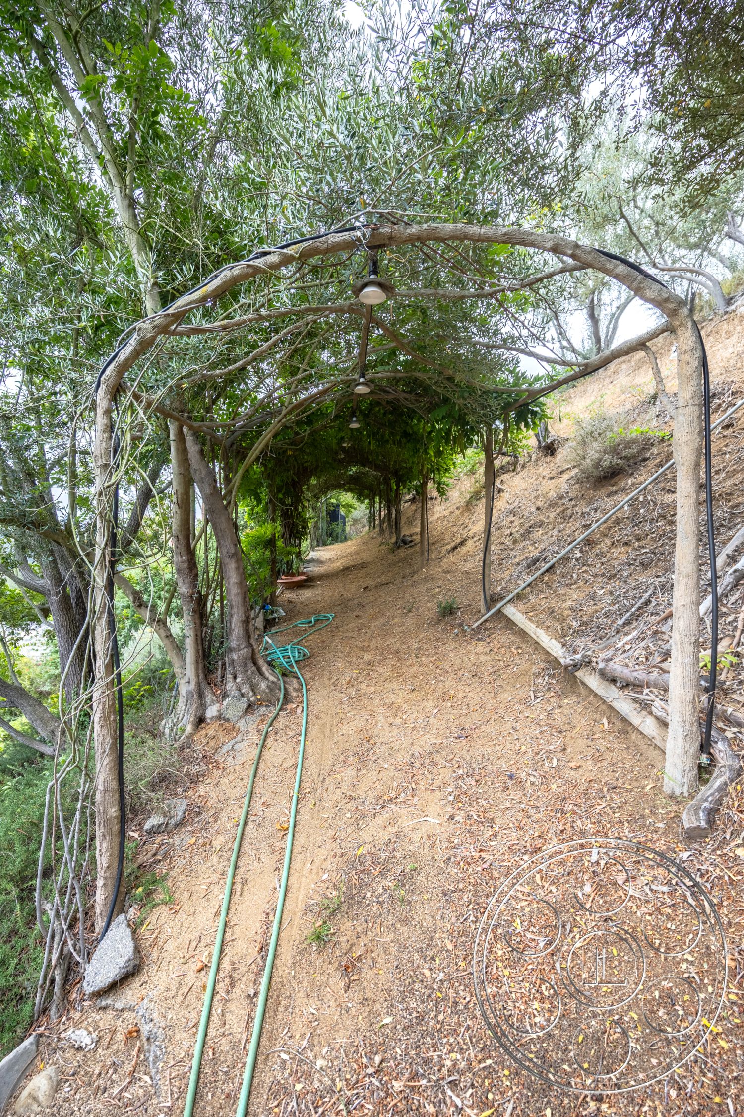 Mansion 2 - landscaped garden, tree canopy, olive trees, outdoor lighting fixtures, hilly terrain, exterior garden pathway, rustic garden setting, natural pathway, overhead vine trellis, wooden support beams, earthy soil finish, garden irrigation hoses, pathway through greenery