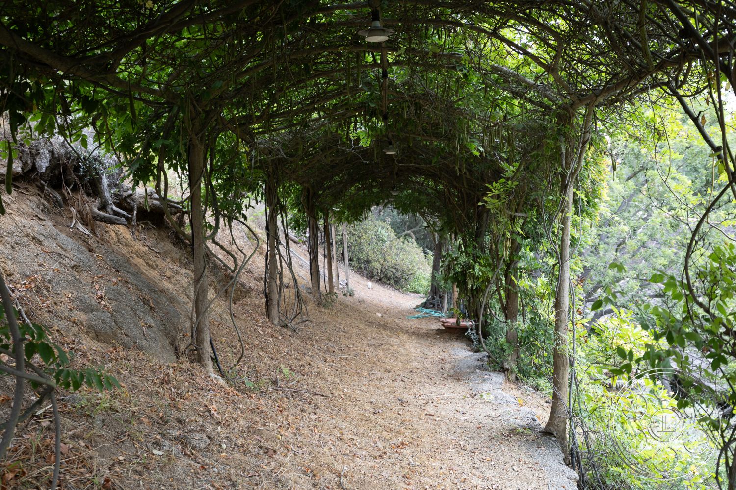 Mansion 2 - landscaped hillside, outdoor recreational space, lush greenery surroundings, exposed tree roots, rustic outdoor setting, wooden support beams, natural earth path, overhead vine canopy, suburban garden pathway, natural slope terrain, shaded walking trail, serene wooded area, earthy gravel surface, garden trellis overhead