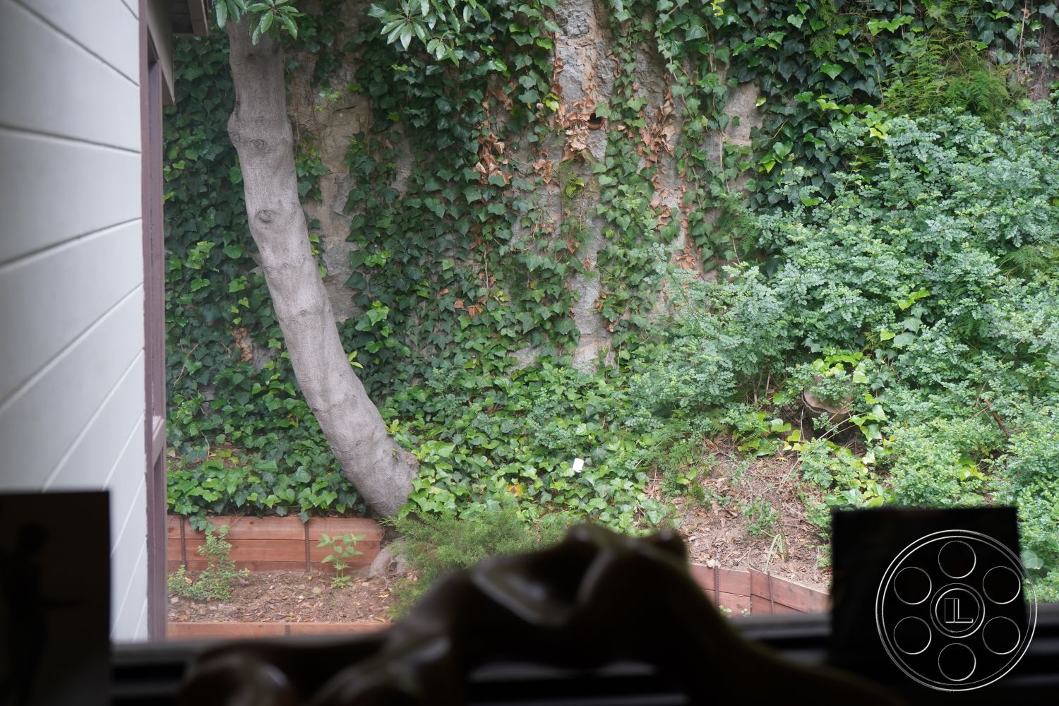 MCM 25 - urban garden view, natural landscape setting, exterior wall with exposed stone, lush green ivy covering wall, ground-level garden area, wooden raised garden bed, planted shrubbery, curved tree trunk, textured plant foliage, patio space adjacent to greenery, interior window view, soft, diffused natural light