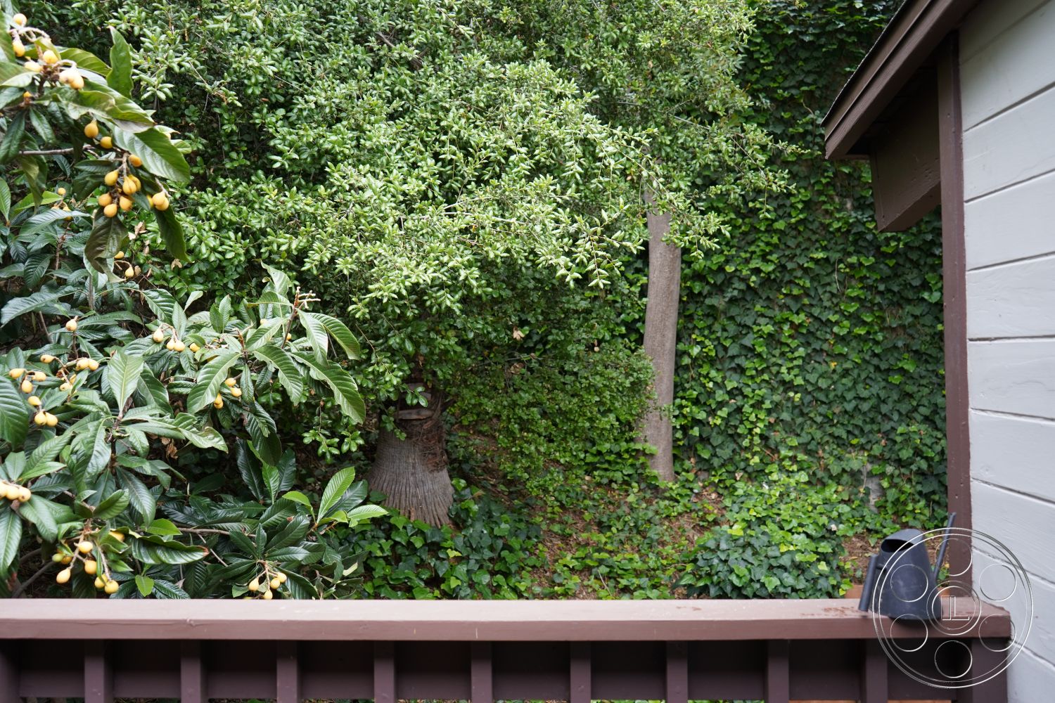 MCM 25 - low-maintenance landscaping, natural wood accents, mature trees, ivy-covered wall, urban garden setting, exterior wooden deck railing, leafy green garden view, lush foliage backdrop, fruiting tree branches, tropical garden environment