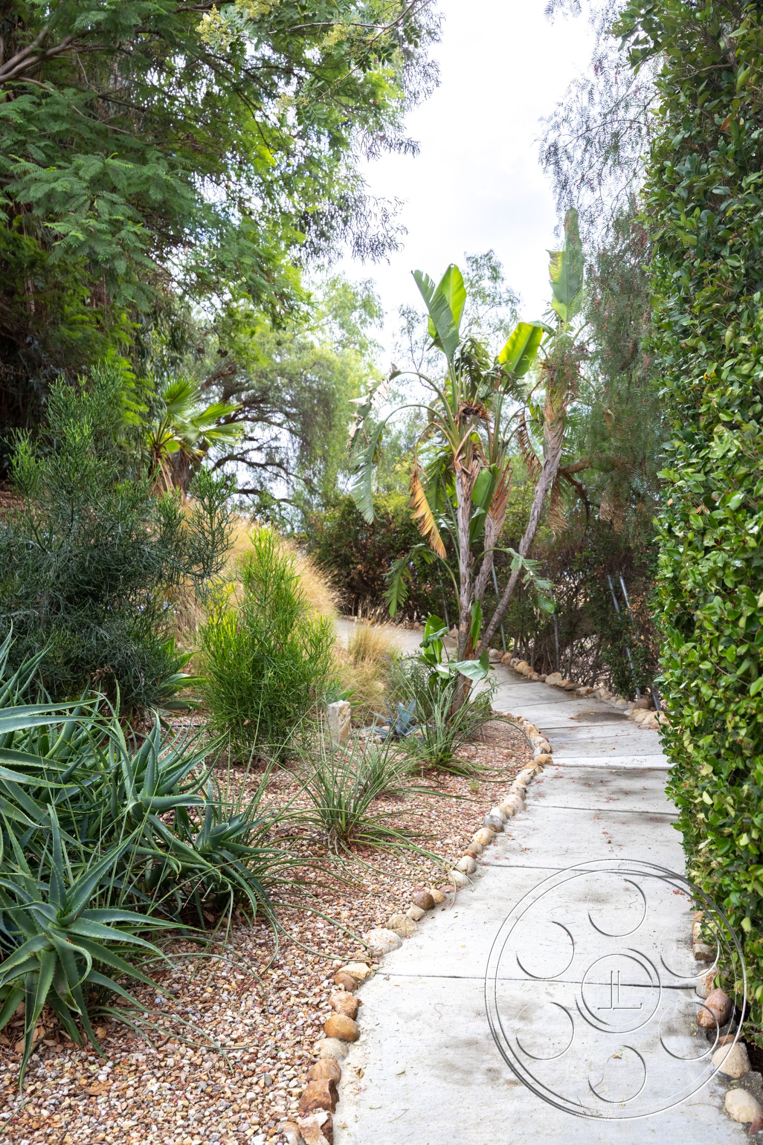 Sinatra House - curved garden path, natural stone border, native plant garden, lush tropical foliage, exterior concrete pathway, tropical garden atmosphere, textured gravel landscaping, desert plants landscaping, residential garden setting, sun-dappled walkway, surrounded by dense greenery, suburban garden path, softly curved path design