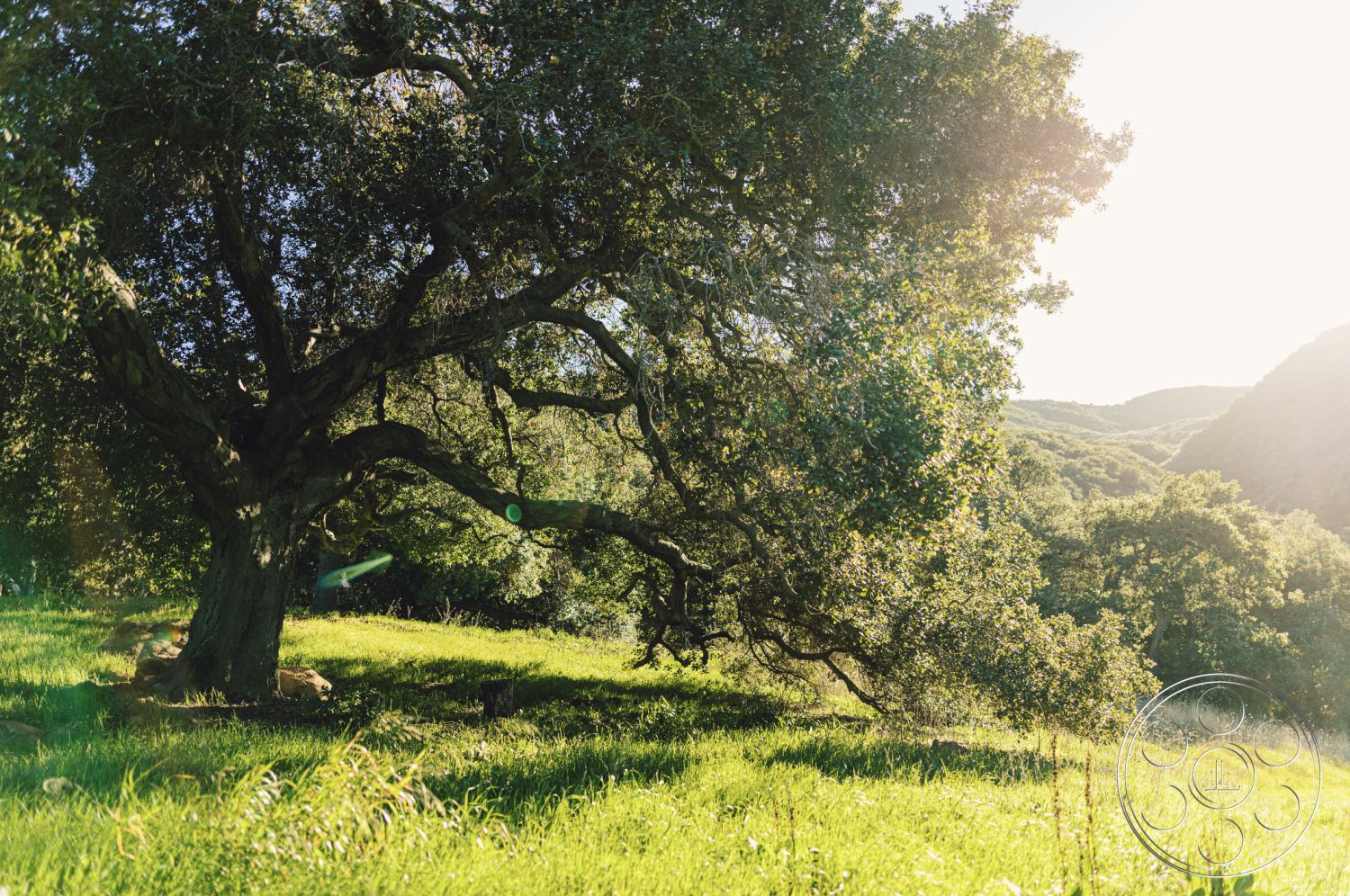 Topanga Retreat - exterior, open space, lush green grass, organic shapes, gentle slope, mature oak tree, natural landscape setting, tranquil outdoor environment, sunlit hillside location, rolling hills background, dappled sunlight through leaves, wildflowers in foreground, rocky outcrop beneath tree, nature's texture, peaceful rural setting