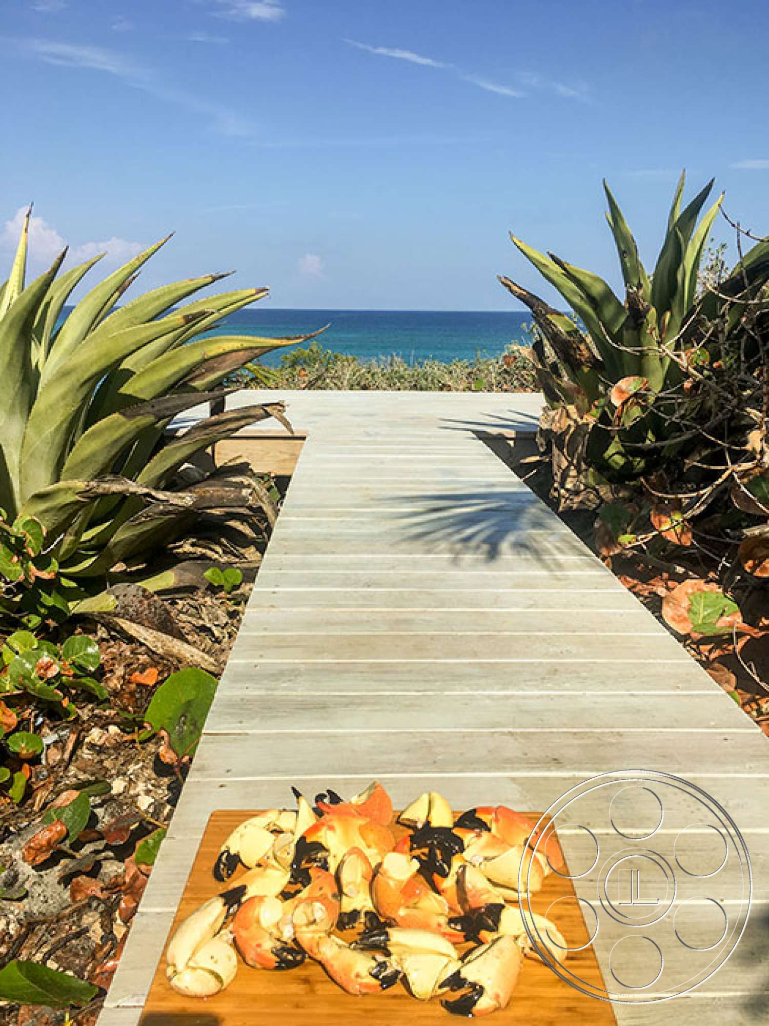 Bahamas 1 - plant, bridge, boardwalk
