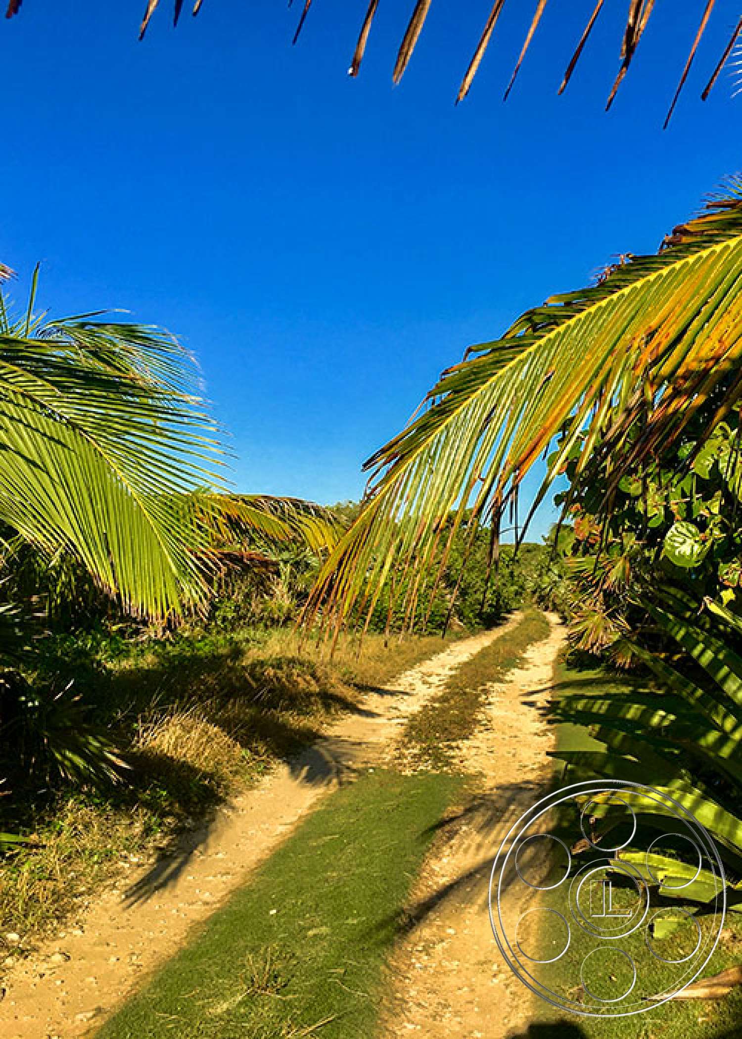 Bahamas 1 - plant, tree, arecaceae, palm tree, tropical