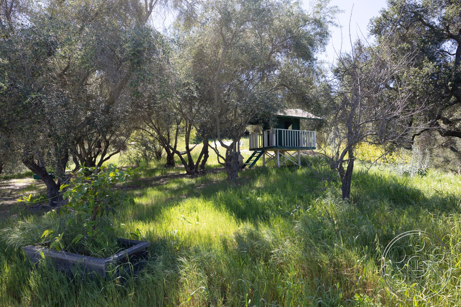 Casa del Rey - suburban backyard setting, sloped roof design, leafy tree canopy, wooden treehouse exterior, green painted wood railing, elevated platform structure, wooden steps leading up, surrounded by tall grass, open space with natural vegetation, rustic outdoor environment
