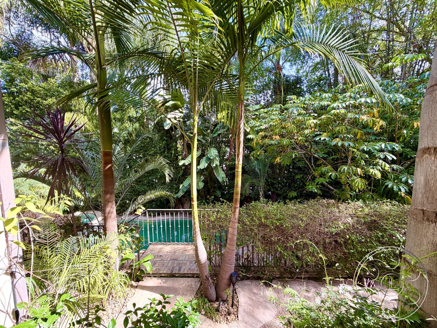 Medit 167 - exterior, lush greenery, palm trees, outdoor living space, concrete pathways, tropical landscaping, garden patio, swimming pool view, suburban backyard, natural light exposure, stone patio flooring, metal fence railing, varied plant textures, border shrubs, poolside vegetation