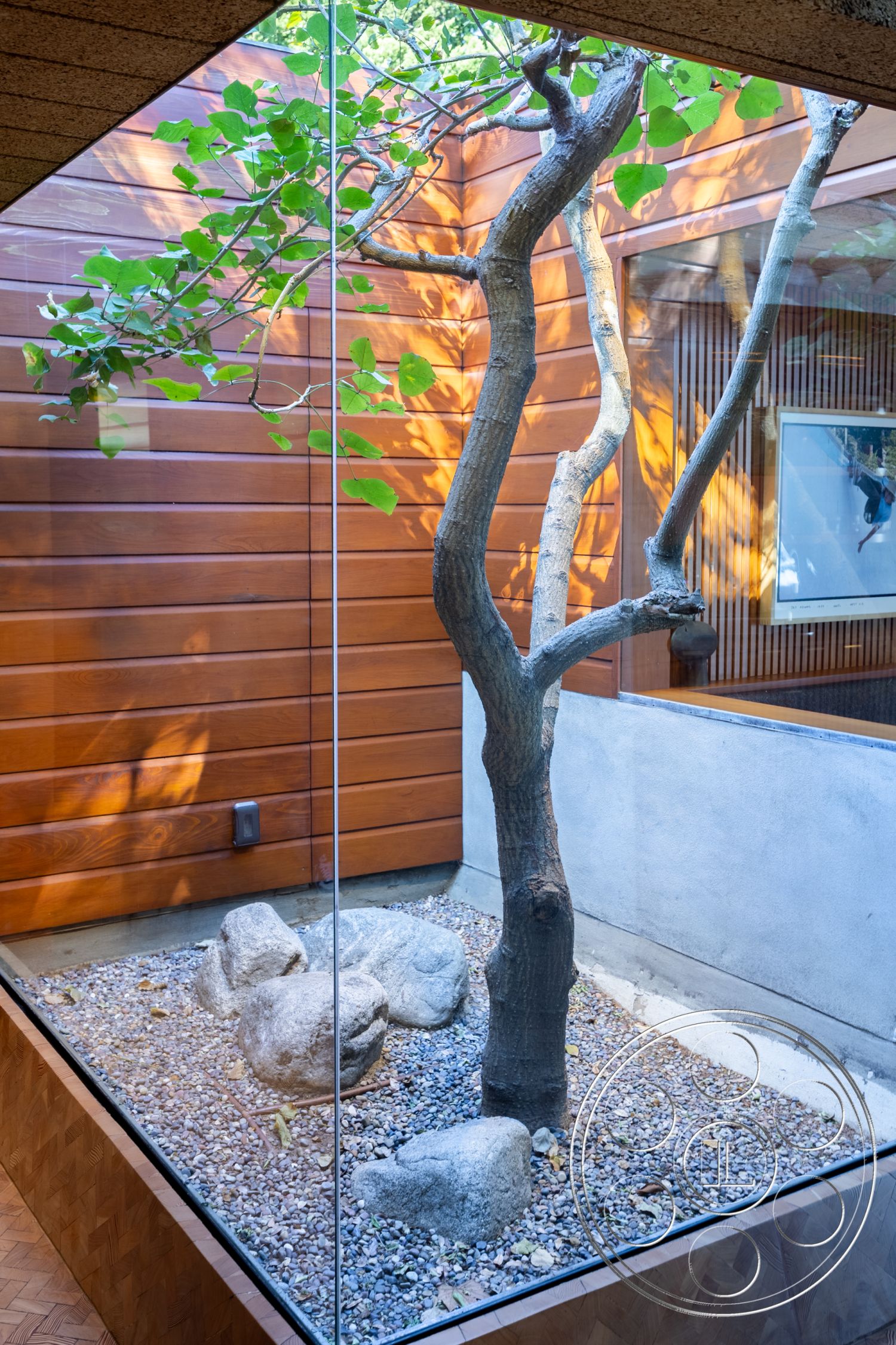 Silvertop House - interior - textured plaster walls, interior - minimalist design, interior - glass wall enclosure, interior - wood paneling, interior - gravel landscaping ground cover, interior - exposed stone accents, interior - large potted tree, interior - natural light feature, interior - contemporary architecture, interior - neutral color palette