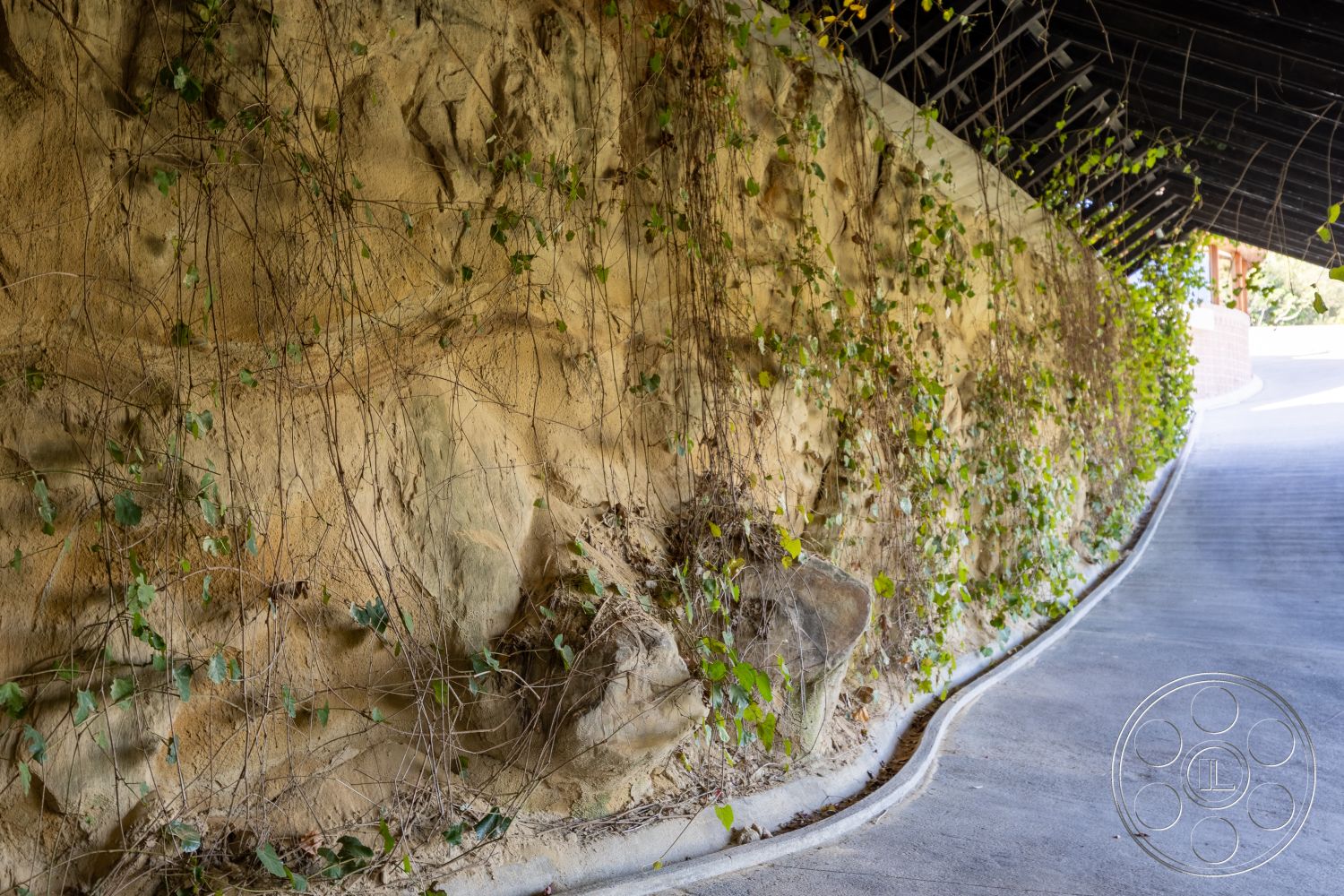 Silvertop House - exposed aggregate concrete driveway, natural stone wall with ivy growth, textured natural stone exterior, curved driveway with concrete finish, landscaped entrance with vegetation, overhead wooden beam structure, circular driveway leading to entrance, emerging through a natural stone corridor, garden-like setting with creeping vines, outdoor path with landscaped greenery, inward sloping driveway with natural stone accents, inviting exterior with organic materials, sustainable design with natural walls, interior design with natural elements incorporated
