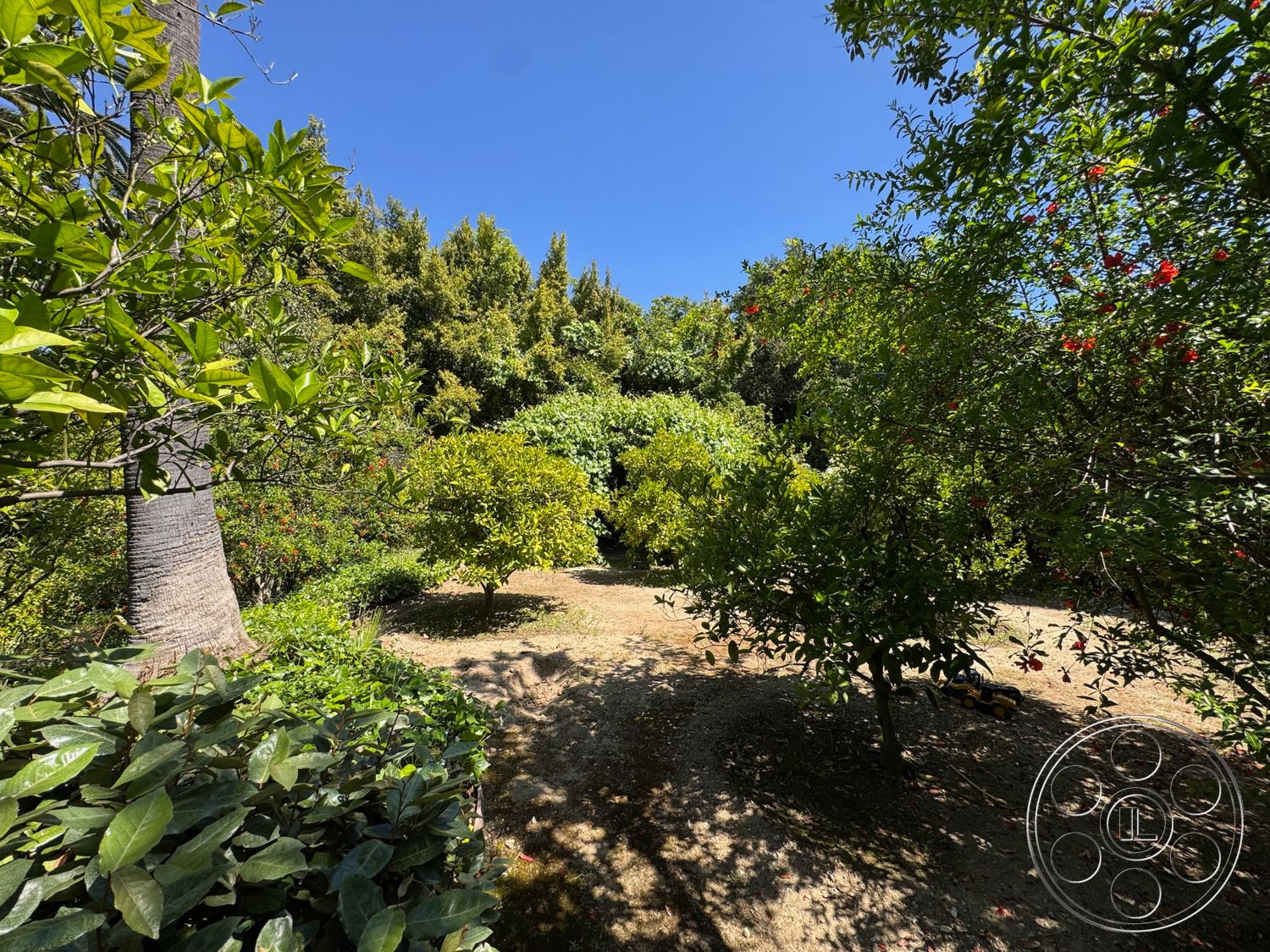 Modern 522 - exterior, lush greenery, landscape, flowering plants, fruit trees, sunlit garden, tropical foliage, suburban backyard, natural earth path