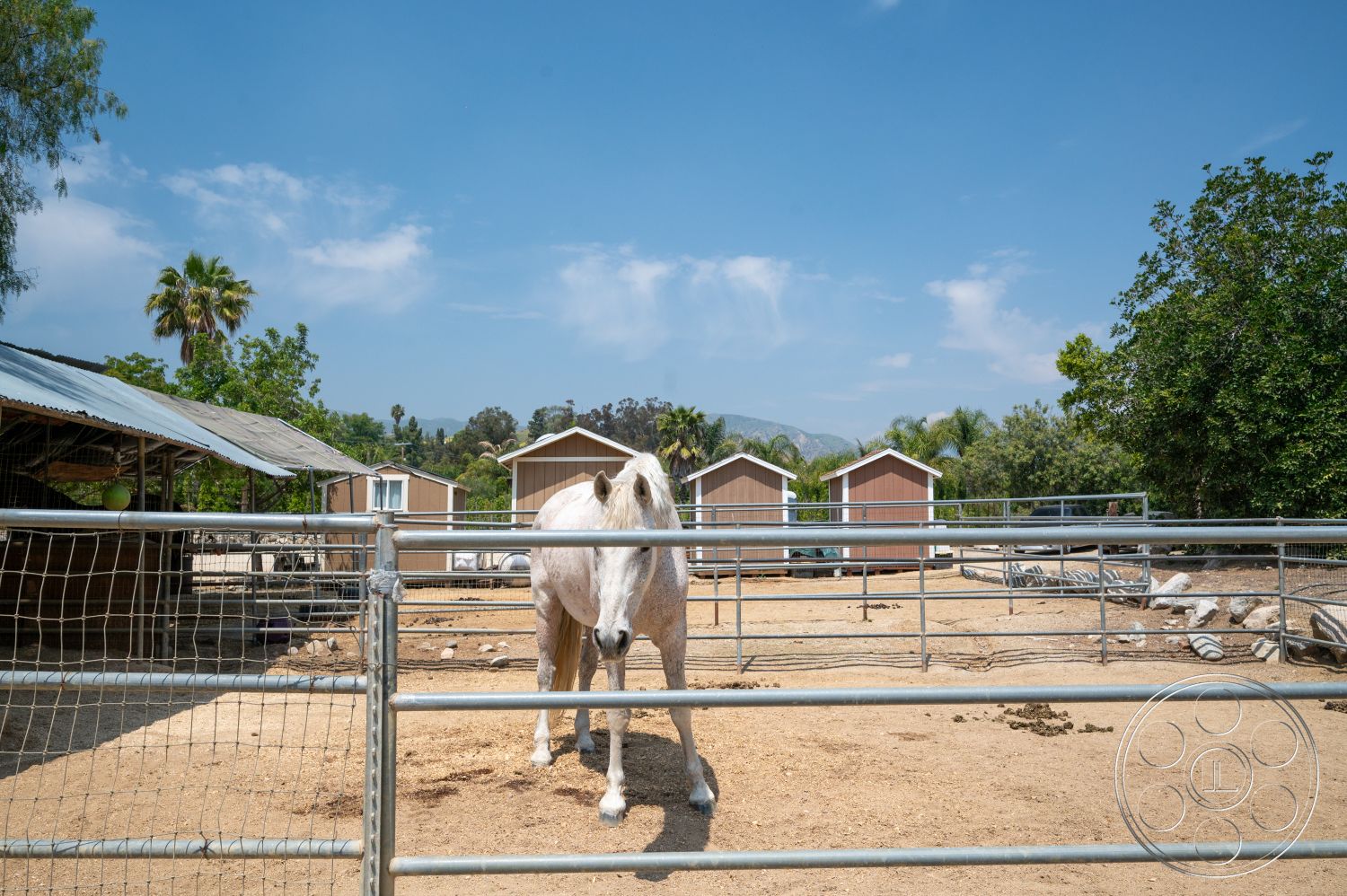Ranch 6 - exterior, palm trees, blue sky, desert landscape, farm setting, white horse, metal fence panels, wooden horse stable structures, gravel horse pen flooring