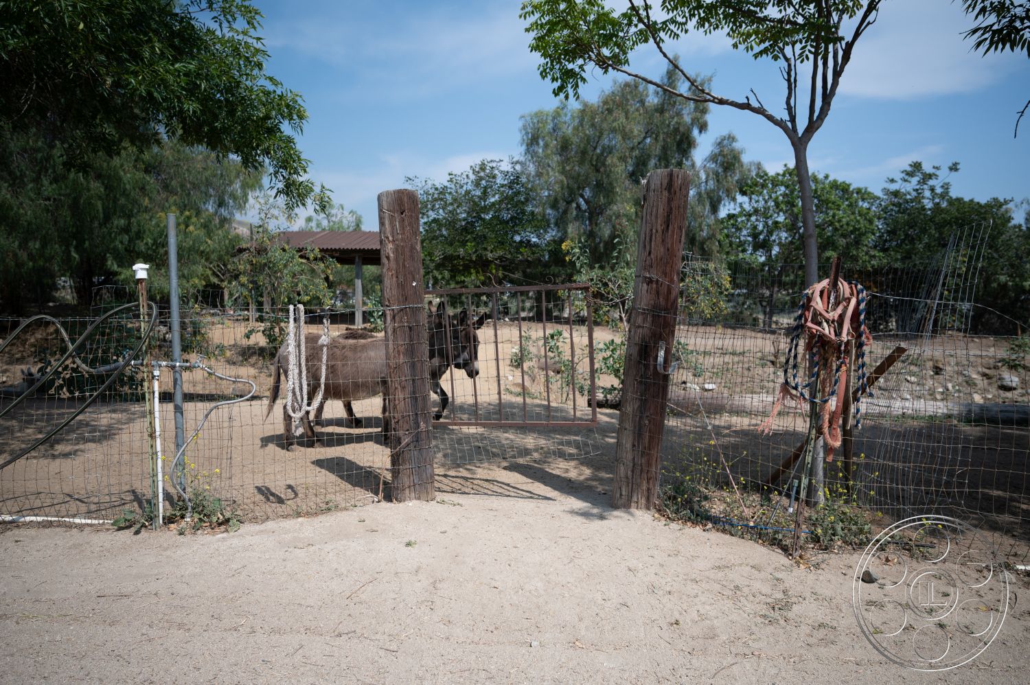 Ranch 6 - exterior, green foliage, outdoor setting, dirt pathway, tree shade, open field, wooden fence posts, wire mesh fencing, sand ground cover, rustic wooden gate, small donkey