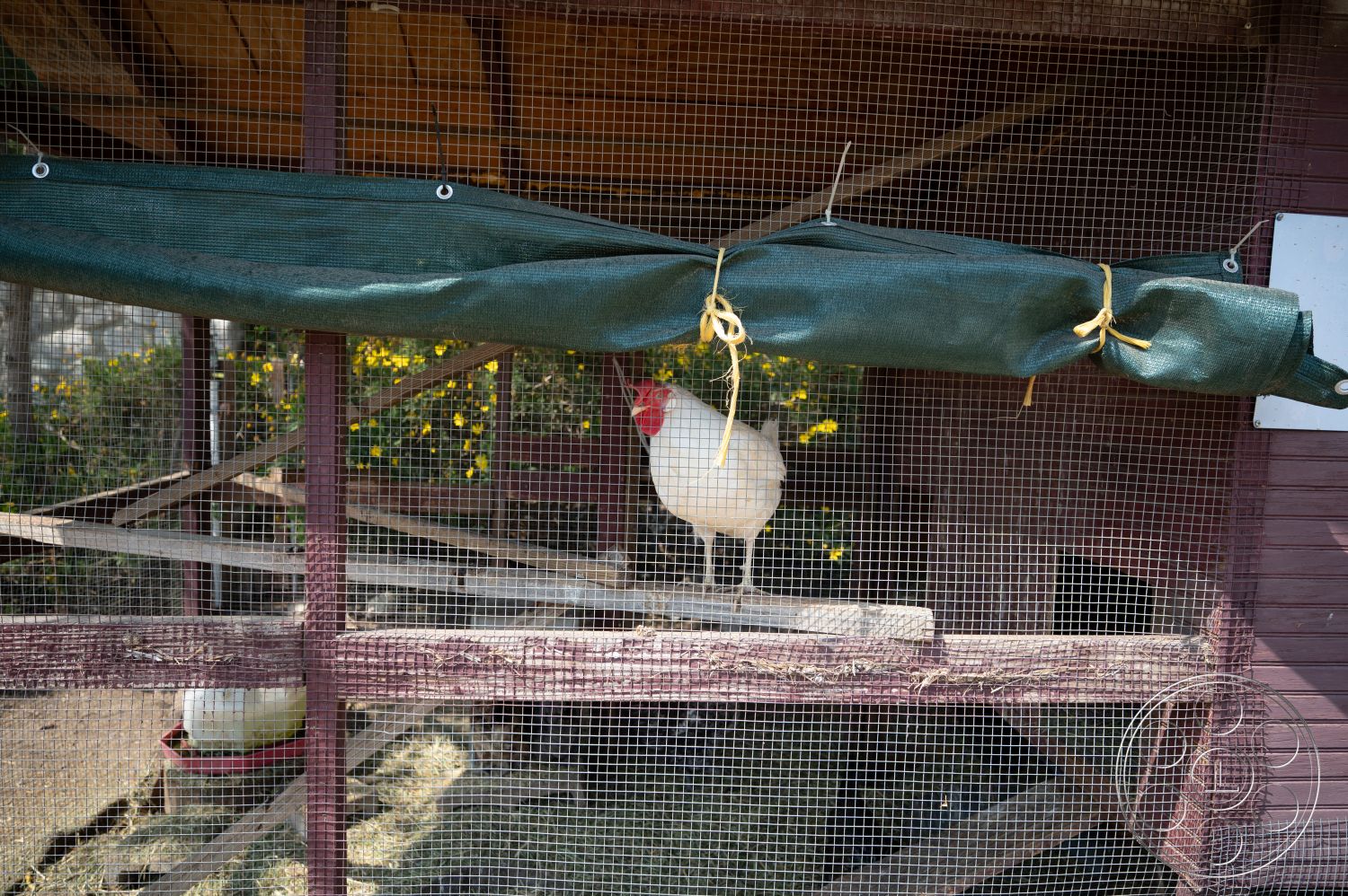 Ranch 6 - exterior, natural garden setting, wooden chicken coop, metal wire fencing, outdoor animal enclosure, green tarp covering, red painted wooden beams