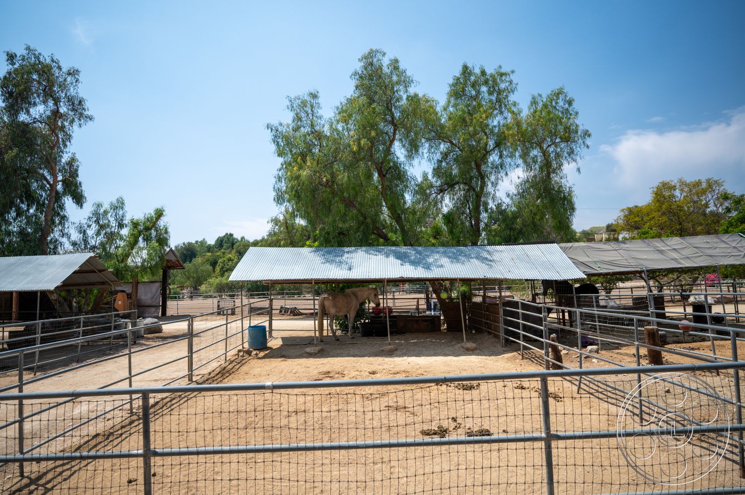 Ranch 6 - exterior, paved pathway, shade trees, farm setting, wooden fence panels, metal barn roof, outdoor horse area, dirt horse paddock, weathered wood horse stalls, metal animal feeding trough