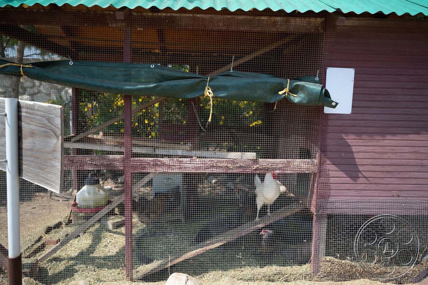 Ranch 6 - exterior, metal mesh fencing, wooden framed chicken coop, green corrugated metal roof, wooden panel walls, open interior space for chickens, red wooden support beams, dirt floor with straw bedding, plastic water container, green tarpaulin cover, yellow flowering plants in background