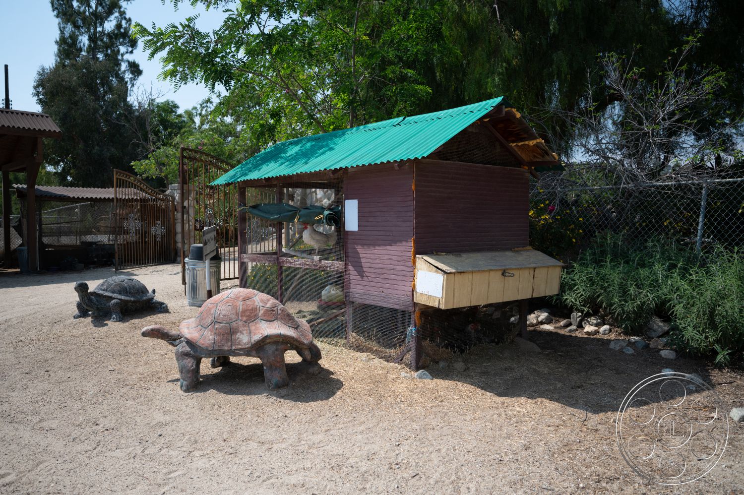 Ranch 6 - green metal roof, sunlit outdoor environment, decorative stone features, natural vegetation backdrop, gravel ground surface, metal wire fencing, wooden reptile enclosure, purple painted wooden structure, exterior animal habitat, tortoise sculptures