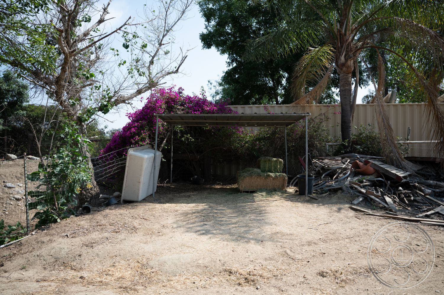 Ranch 6 - exterior, fenced area, tall palm trees, overgrown vegetation, hay bales, dry dirt ground, metal carport structure, purple bougainvillea, wooden debris, scrap metal, rusted containers, natural rural setting
