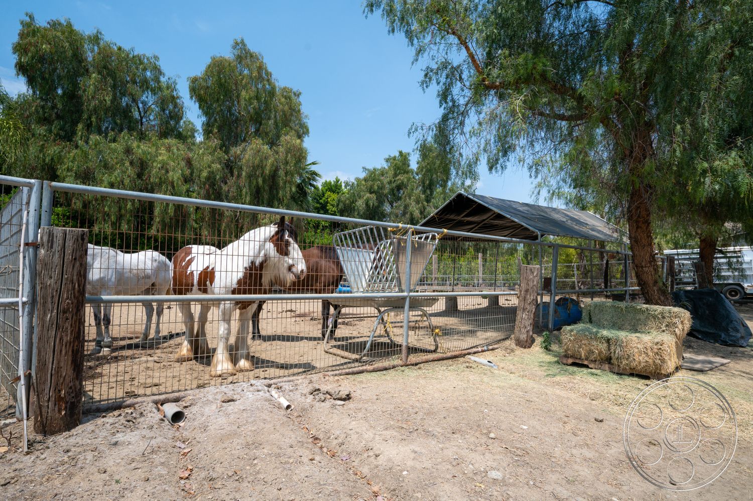 Ranch 6 - exterior, dirt ground, eucalyptus trees, wooden fence panels, hay bales, open pasture, metal horse corral fencing, outdoor shelter with metal roofing, wooden posts, shrubbery landscape, sunny farm environment, livestock area