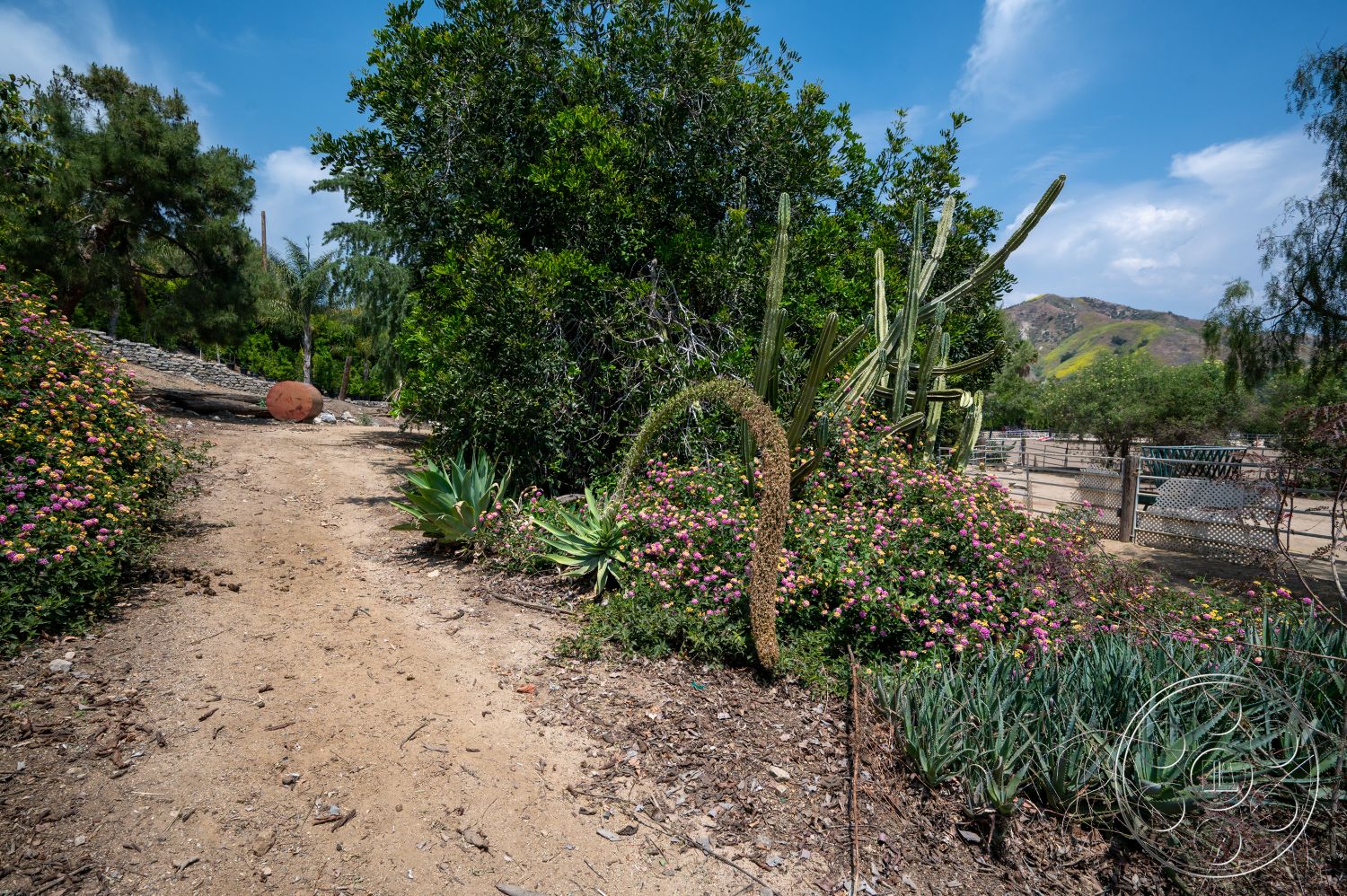 Ranch 6 - green foliage, flowering shrubs, mountain backdrop, rural setting, natural environment, cactus plants, outdoor garden area, landscape path, dirt walking path