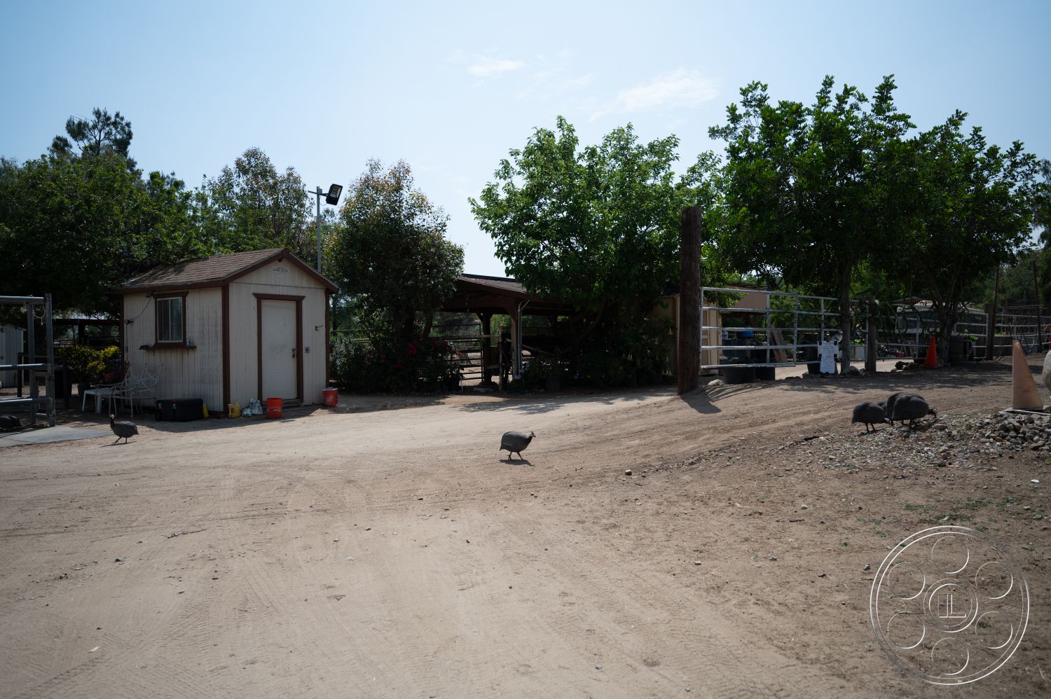 Ranch 6 - exterior, metal fence, dirt driveway, lush green trees, sunlit outdoor space, pergola structure, wooden shed with brown roof, landscaped area with flowering shrubs
