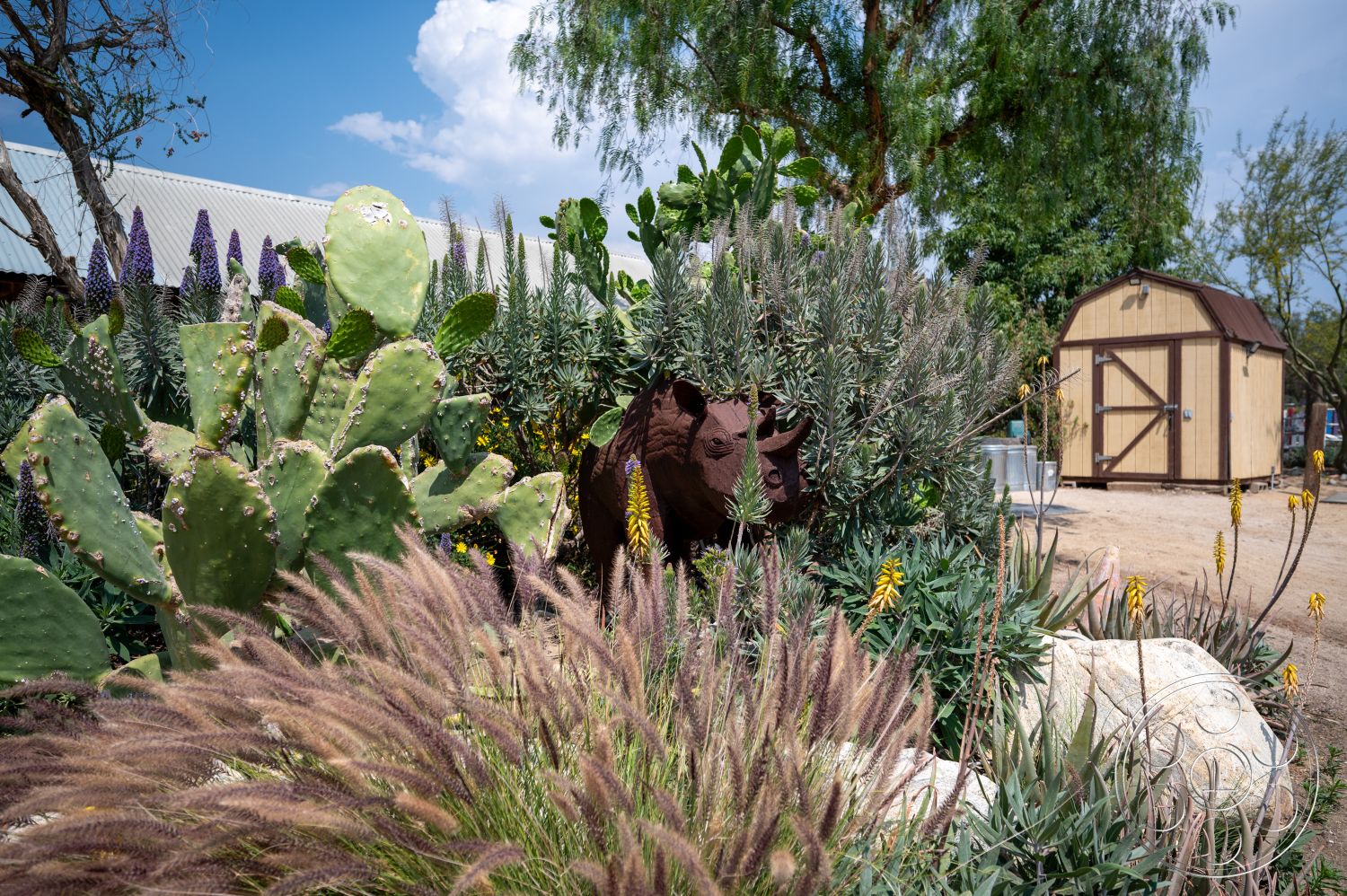 Ranch 6 - exterior, native plants, green foliage, desert landscaping, cactus garden, gravel landscape, ornamental grasses, natural stone features, rustic garden design, wooden storage shed, purple flower accents, metal animal sculpture