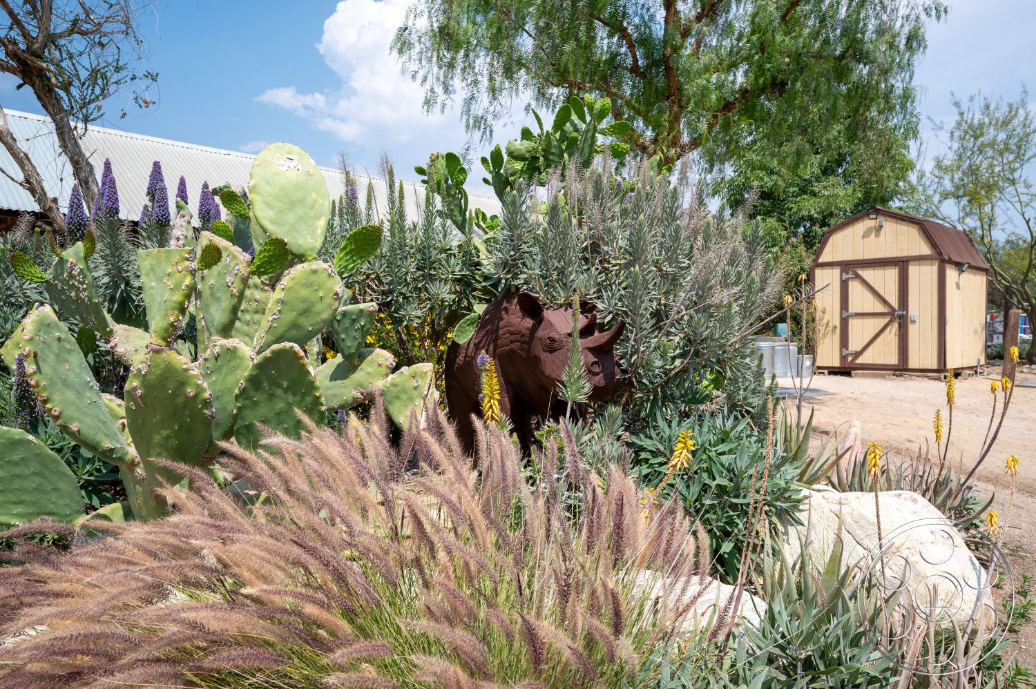 Ranch 6 - exterior, green foliage, gravel landscaping, cactus plants, yellow flowering plants, wooden garden shed, drought-resistant landscaping, rustic wooden structure, purple flowering plants, decorative metal sculpture, textured ornamental grasses