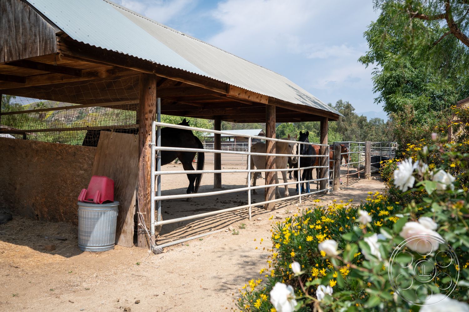 Ranch 6 - exterior, rose bushes, flower garden, natural landscape setting, wooden support beams, metal corrugated roof, sand driveway, wooden barn structure, dirt paddock, white wooden fencing, green pasture view, plastic feed bins