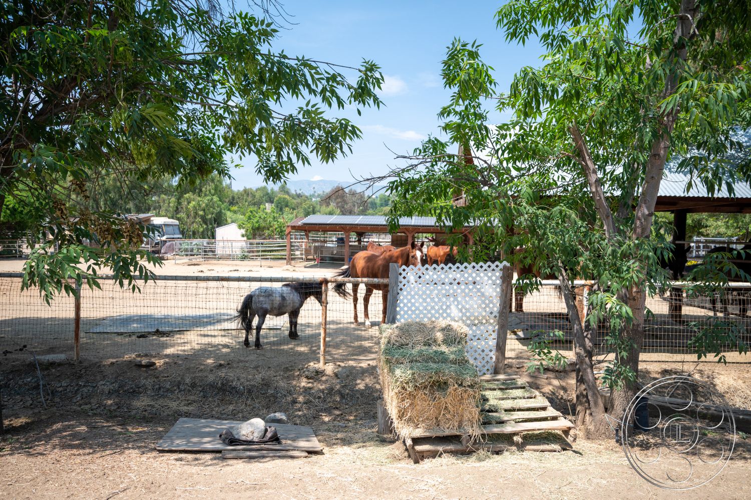Ranch 6 - exterior, fenced pasture area, dirt ground surface, green foliage from trees, wooden horse corral, metal shelter roof, hay bale stack on wooden pallet, gray horse in foreground, brown horses in background, outdoor rural setting, sunny day environment