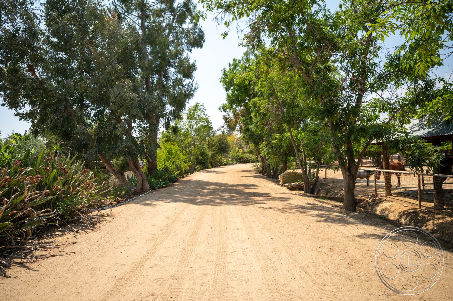 Ranch 6 - surrounding trees, rural setting, natural environment, sunlit pathway, landscape vegetation, dirt roadway, fenced animal area