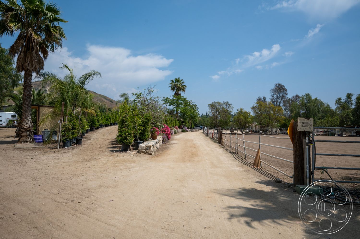 Ranch 6 - potted plants, gravel driveway, tropical palm trees, dirt pathway, hillside location, landscape trees, rural landscape, fencing, bright blue sky, outdoor garden area, semi-arid environment