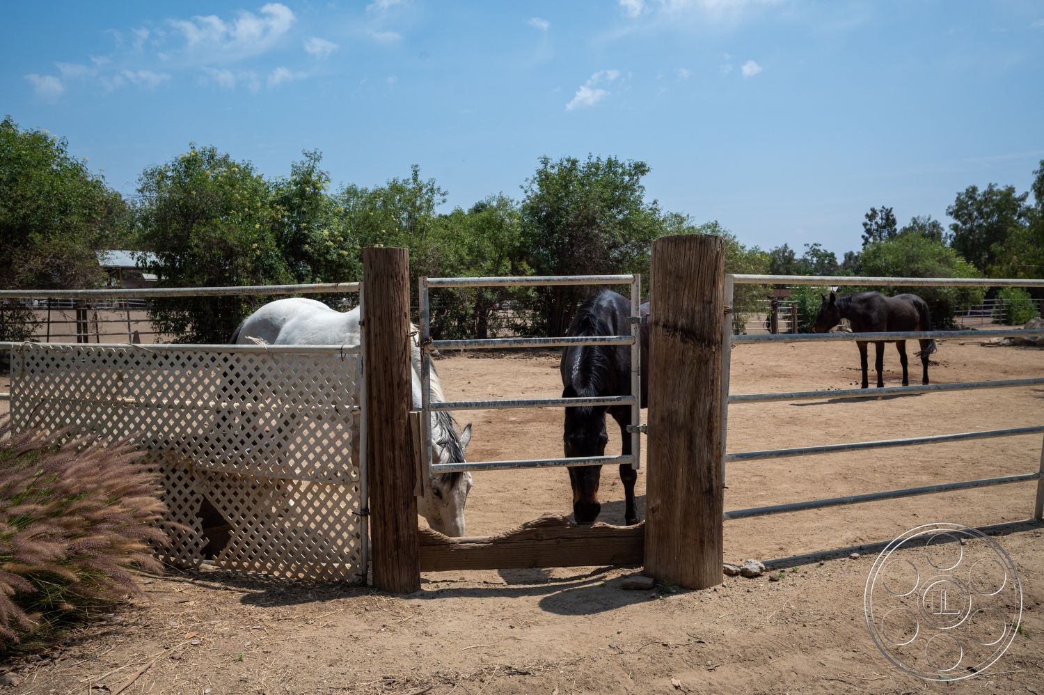 Ranch 6 - exterior, metal fencing, green shrubbery, blue sky, pastoral setting, dirt ground surface, wood fence posts, outdoor horse paddock