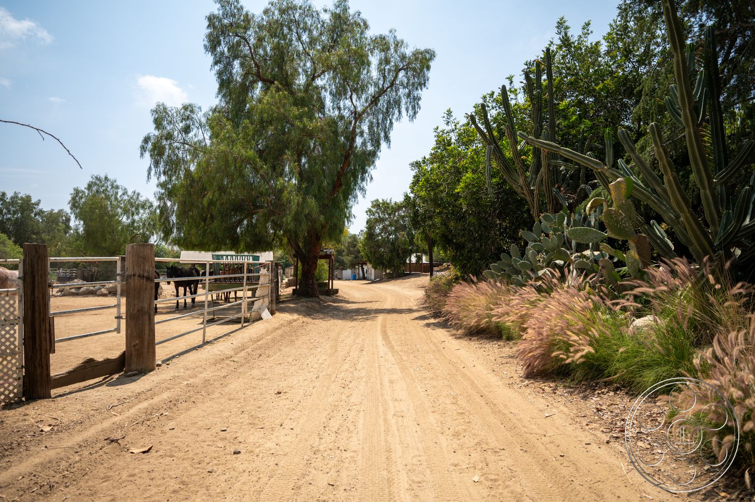 Ranch 6 - wooden fence, dirt road, green leafy trees, open ranch setting, cacti landscaping, non-paved pathway, native grasses, outdoor equestrian area, rustic ranch entrance, dry desert-like environment