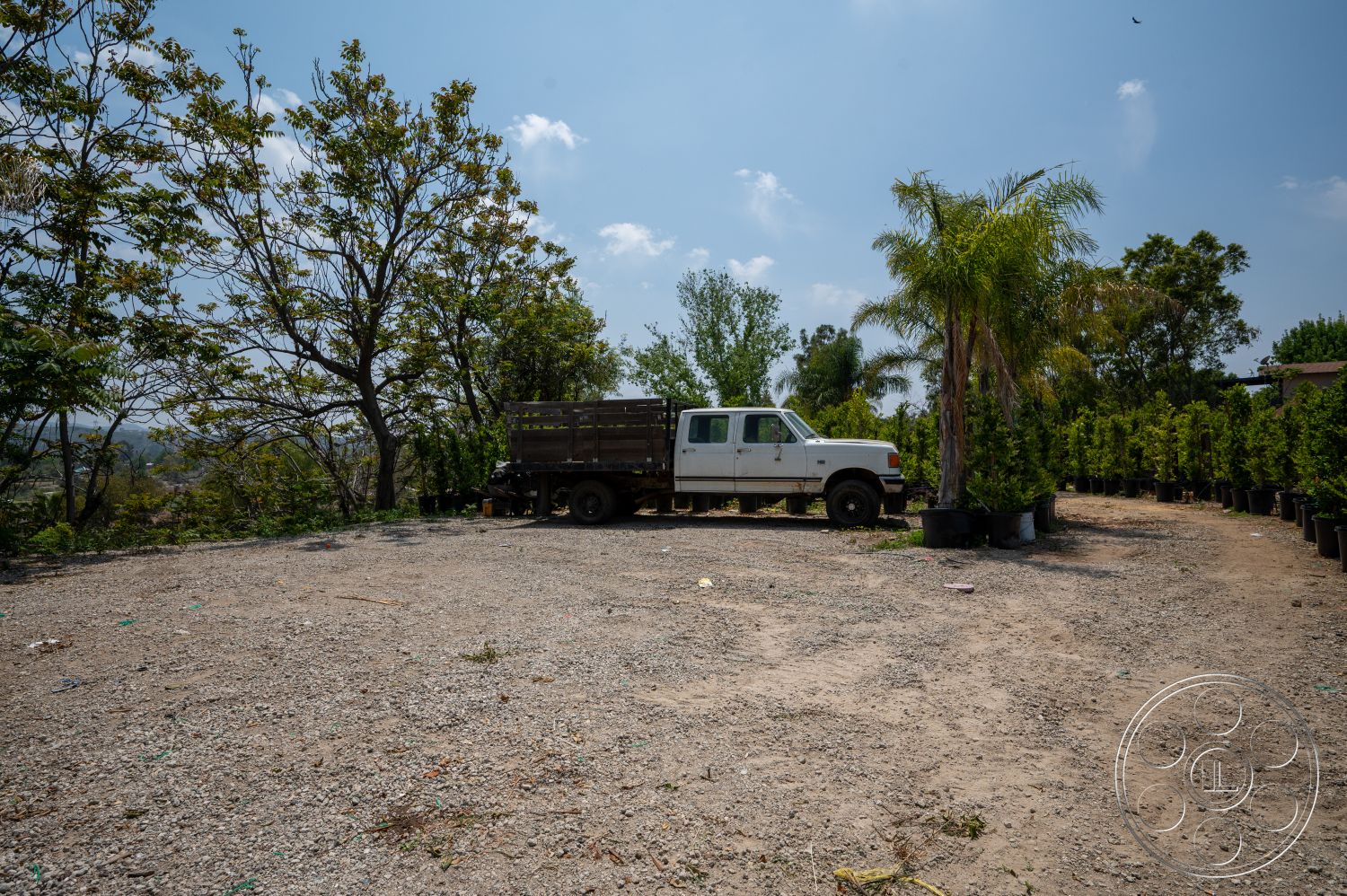 Ranch 6 - gravel driveway, deciduous trees, hardscape landscaping, blue sky backdrop, potted palm trees, open field area, pickup truck, outdoor landscape setting