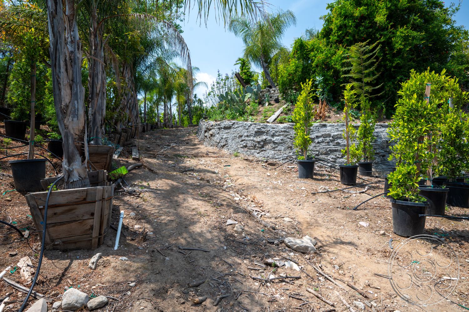 Ranch 6 - exterior, natural vegetation, wooden planter boxes, hillside location, stone retaining wall, native shrubs, potted palm trees, dirt path leading upwards, landscaping with young trees