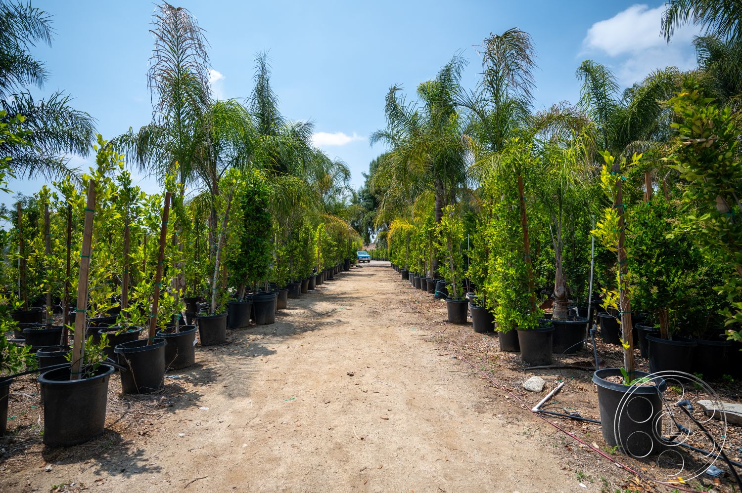 Ranch 6 - exterior, tropical plants, dirt pathway, potted shrubs, potted palm trees, landscaping nursery, outdoor plant display