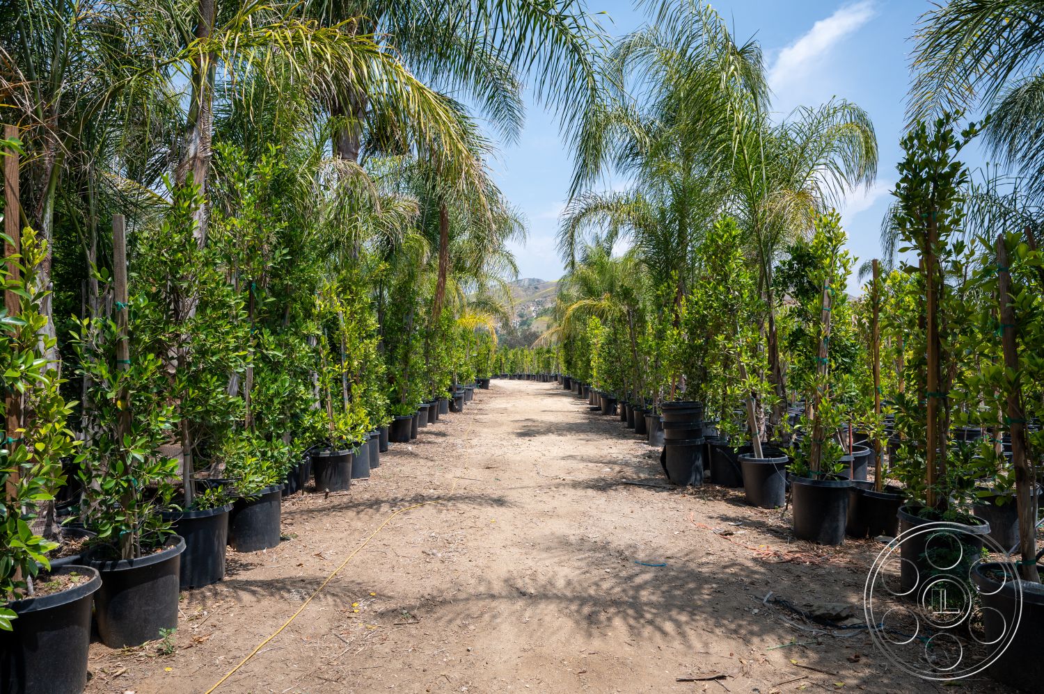 Ranch 6 - exterior, dirt path, tropical landscape, open sky, hillside background, potted palm trees, landscape nursery setting, row of greenery, full sunlight