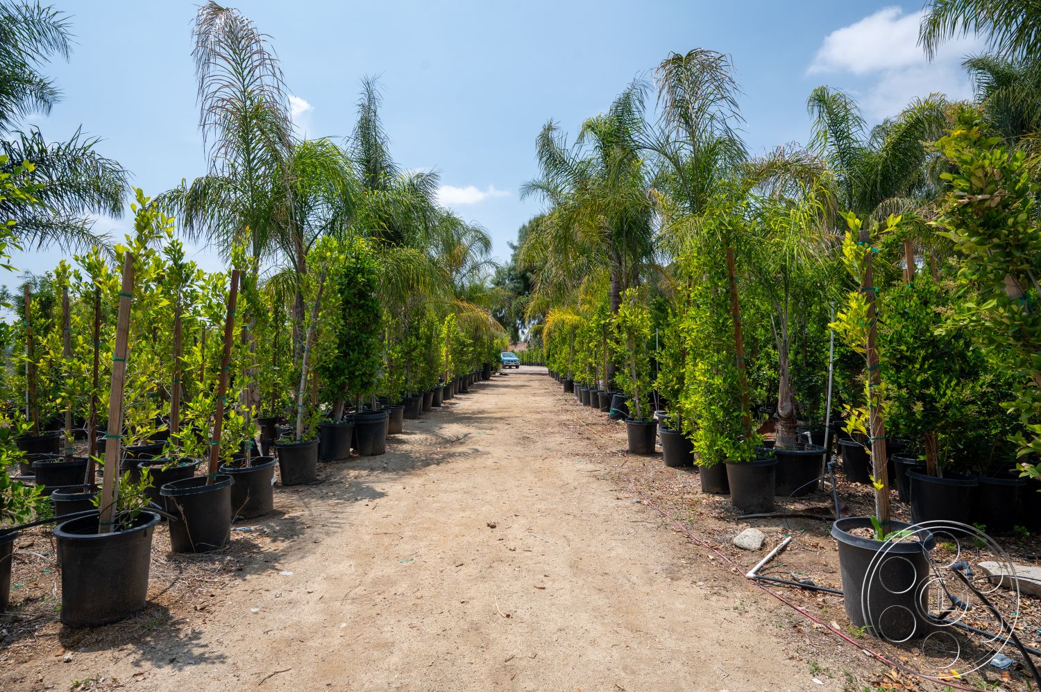 Ranch 6 - exterior, tropical plants, dirt pathway, sunny outdoor environment, potted shrubs, potted palm trees, landscaping area, nursery setting