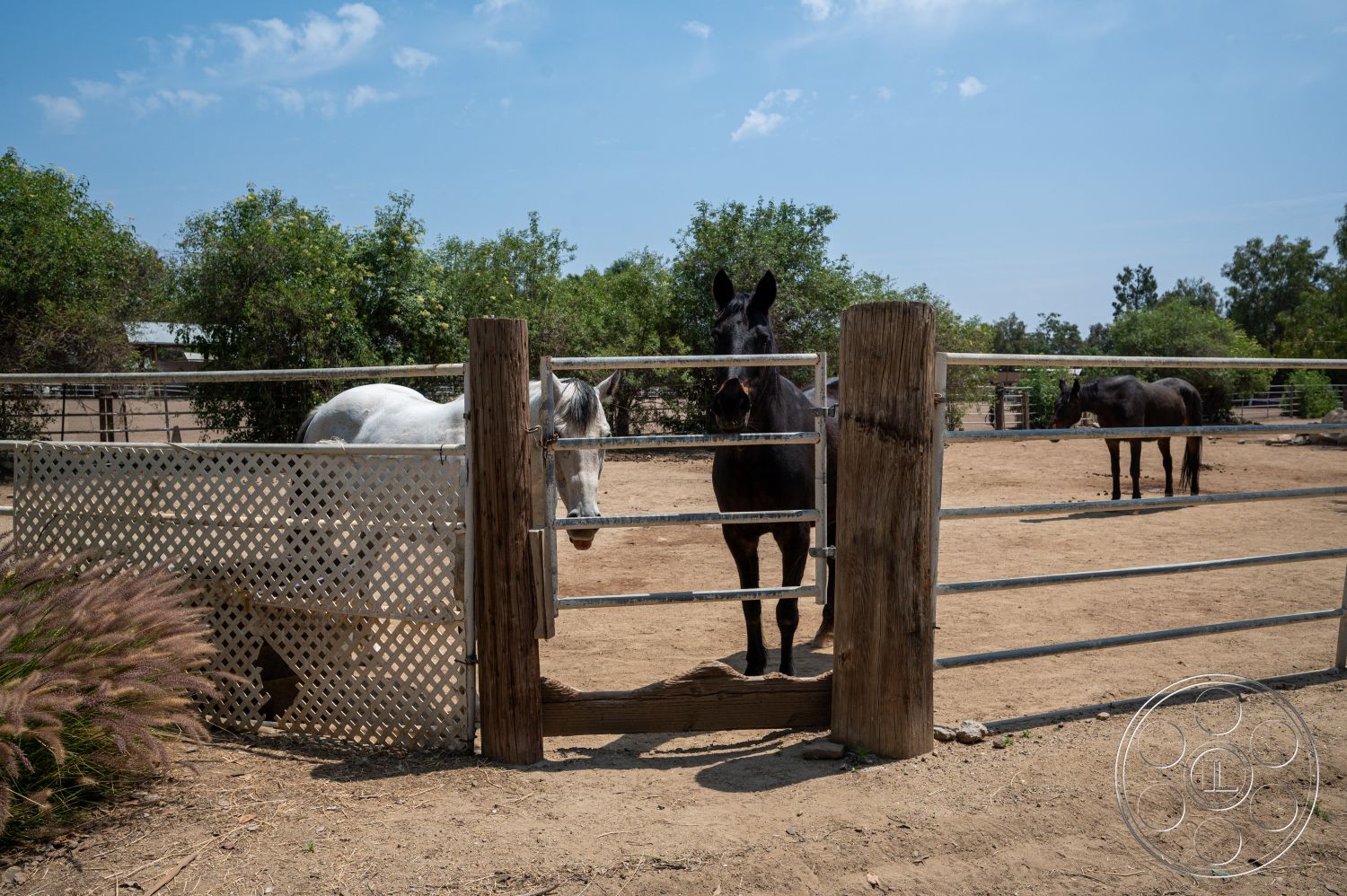 Ranch 6 - exterior, farm setting, lush green shrubs, wooden fence posts, wooden horse fence, blue sky with clouds, chainlink fencing, dirt paddock ground