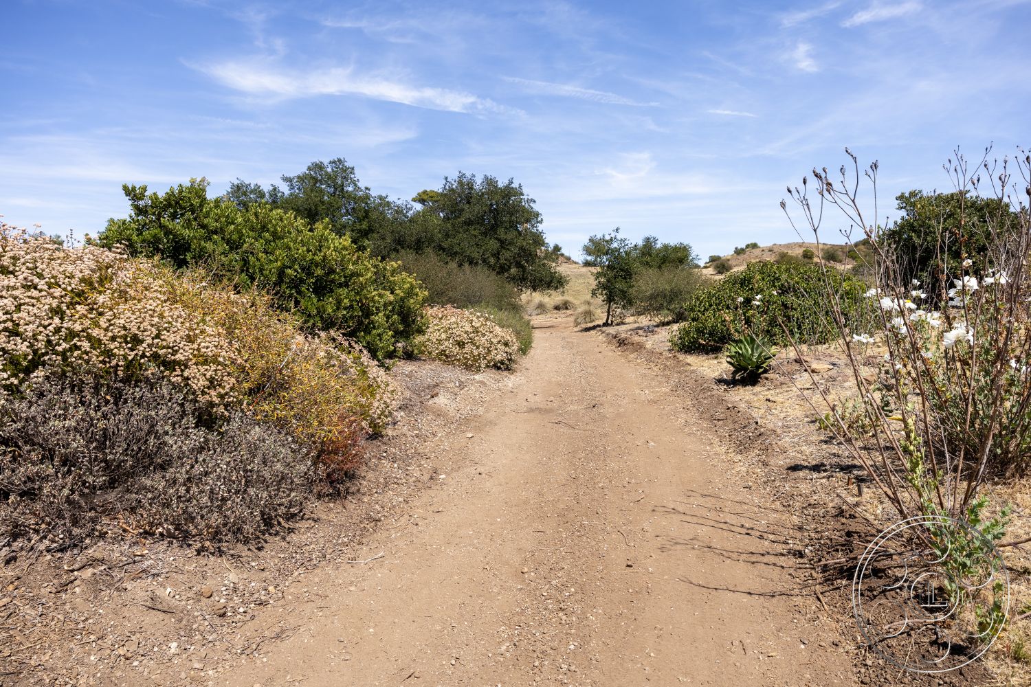 Eagle Feather - outdoor setting, dirt pathway, hillside location, natural habitat, native shrubs, sunlit landscape, bushy vegetation