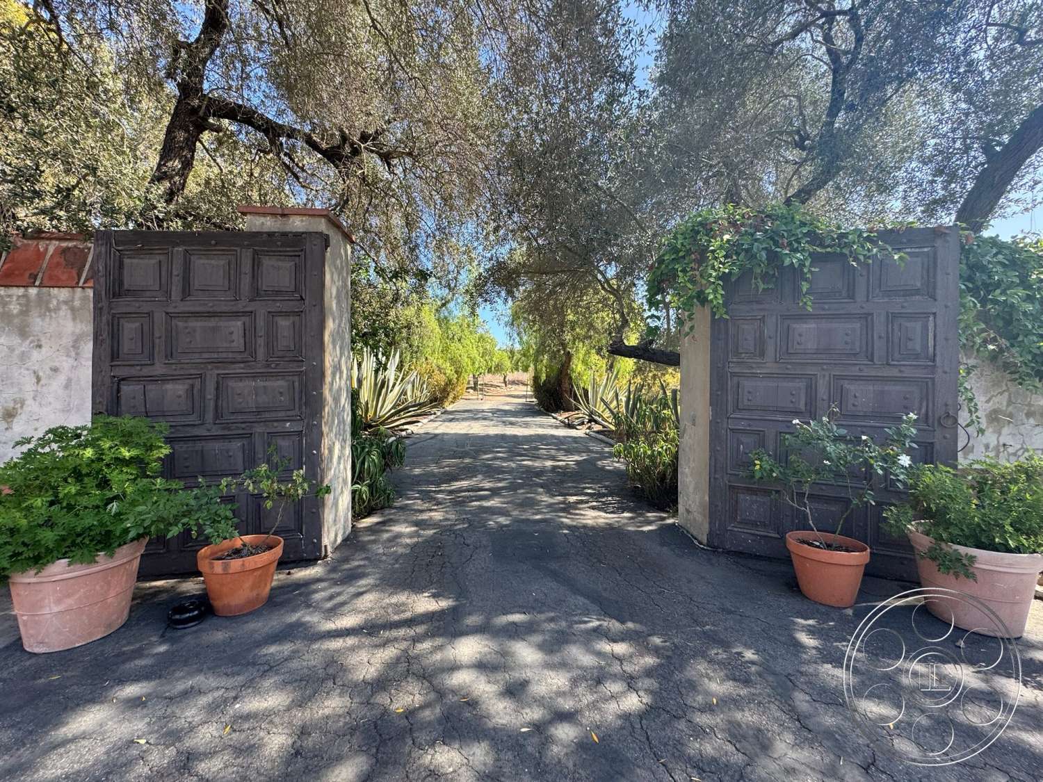 Farmstead Garden - natural stone accents, paved walkway, concrete driveway, arched entryway, wooden gate, rural environment, sunlit pathway, outdoor entrance, drought-resistant landscaping, textured plaster wall, rustic garden setting, exterior landscape, textured wood patio door, plant pots with greenery, olive tree foliage