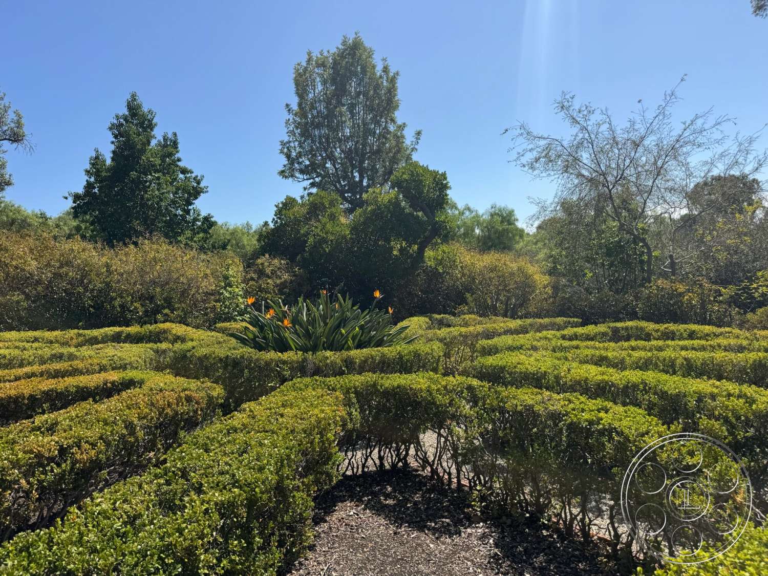 Farmstead Garden - natural light, exterior, lush greenery, paved pathway, tall trees, flowering plants, hedge maze, sunny outdoor setting, landscaped garden path, dense shrubbery