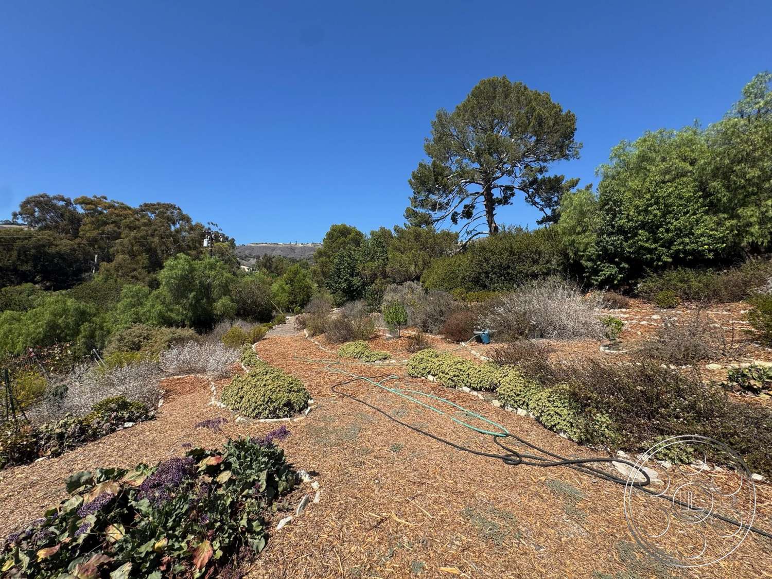 Farmstead Garden - exterior, bushes and shrubs, blue sky, natural landscape setting, sunny outdoor environment, native plant landscaping, wood mulched garden paths, single mature tree