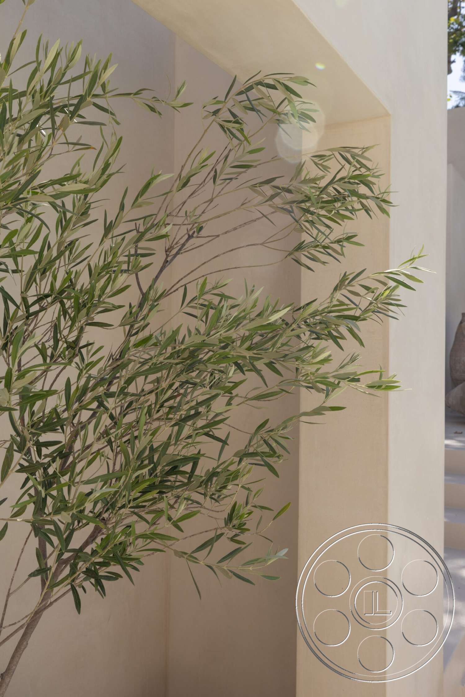 Modern 535 - exterior, minimalist design elements, textured wall surface, light-colored exterior walls, stucco wall finish, natural olive tree
