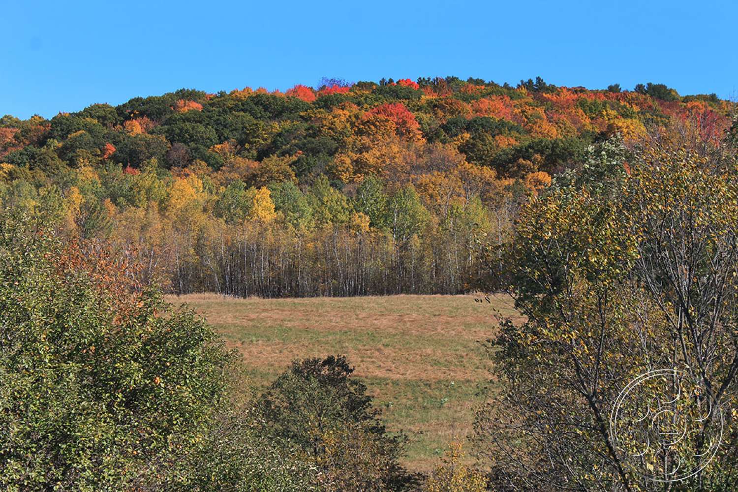 New York 20 - plant, outdoors, countryside, field, grassland, tree, fir, abies, land